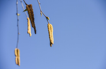 Bouleau semences allergies printemps environnement arbre sante