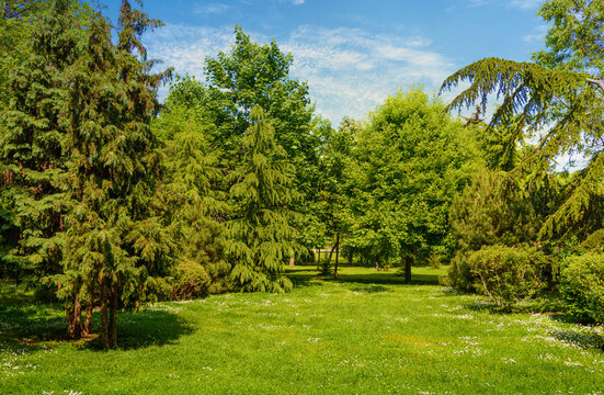 backyard and garden with manu trees and grass on lawn