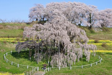 三春の滝桜（福島県・三春町）
