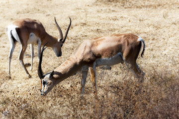 antelope in the wild
