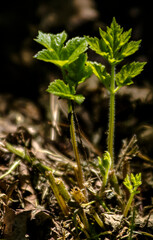 Jeunes pousses printanières à Saint-Paul-de-Varax, Ain, France
