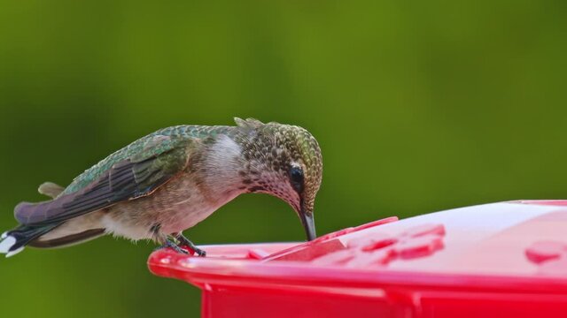 Hummingbird Drinking From Bird Feeder In Slow Motion