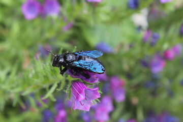 Xylocope violet1 (Xylocopa violacea) sur fleurs de vipérine