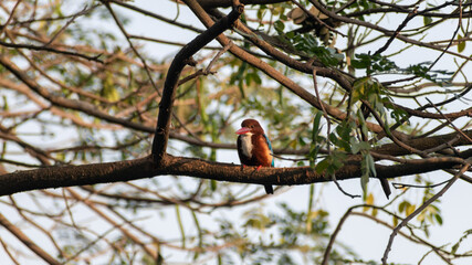 Kingfisher on tree