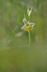 ophrys bourdon hypochrome