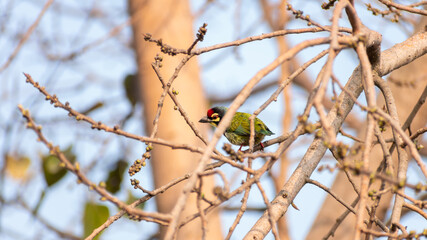 Coppersmith barbet on a branch