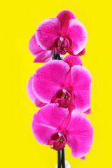 pink orchid flowers with large petals and stamens