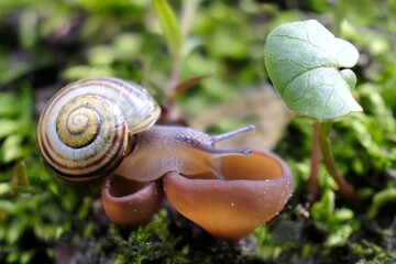 Amazing little mushrooms - Dumontinia tuberosa. Parasites on the anemone rhizomes. And little striped snail Cepaea.