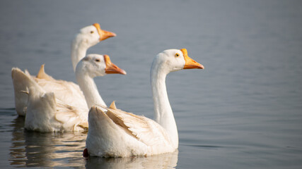 Obraz premium white goose on the lake