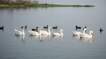 white goose on the lake
