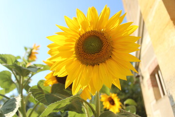 Fleur de tournesol