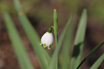 早春の庭に咲くスノーフレークの白い花