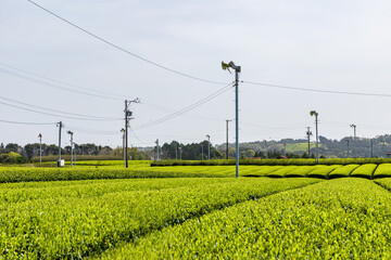 春の静岡県の茶の栽培の様子、茶畑と霜防止用扇風機
