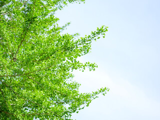 Obraz premium 新緑のイチョウの葉