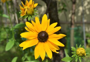 rudbeckia yellow