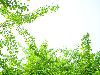 新緑のイチョウの葉