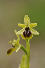 ophrys petite araignée