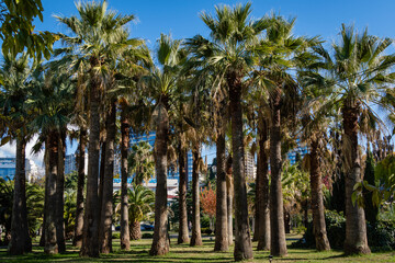 Fototapeta premium Palm trees Washingtonia filifera, commonly known as California Fan Palm at Sochi Cooperative Park. Luxurious leaves with streams against blue sky. Modern building. Sochi, Russia - November 25, 2020