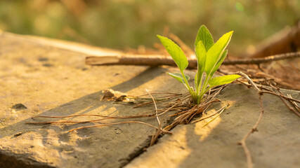 벽에 자란 식물