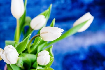 Bouquet of white tulips on a deep blue background