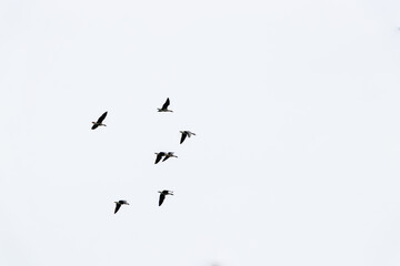 Vögel im Flug 