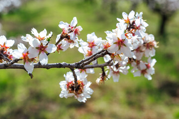 Fototapeta premium Beautiful almond blossoms on the almont tree branch.