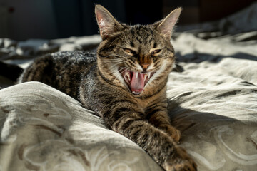 Yawning cat. A funny mouth and a smile. Yawn. Close-up portrait of a tabby domestic cat that sleeps on a bed at home. Animal. American shorthair cat. Fluffy kitten