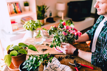 Young man while caring for pink Azalea flowers on rustic wooden table with various accessories, plants and cuttings, home gardening, natural light
