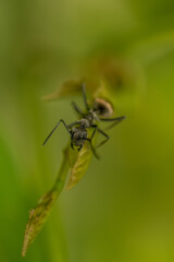 ant on a leaf macro shot