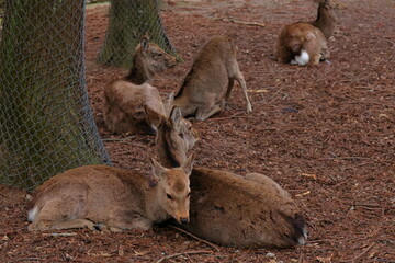 奈良公園　奈良　日本