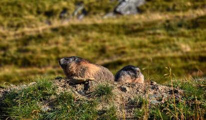 Murmeltier, Murmeltiere, putzig, Munggen, Mankei, Erdhörnchen, Marmota, Alpenmurmeltier, Gebirge,...