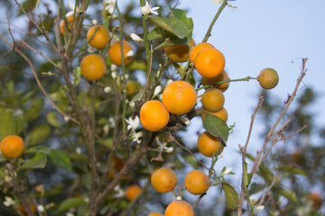 Small yellow oranges in farmers' gardens are grown for sale and eaten by themselves, organic farming in country gardens and a blue evening sky.