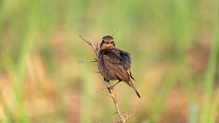 bird on tiny branch