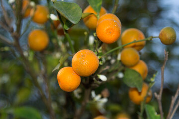 Small yellow oranges in farmers' gardens are grown for sale and eaten by themselves, organic farming in country gardens and a blue evening sky.