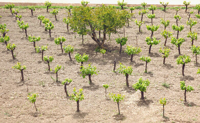 Fototapeta na wymiar Young grape trees growing in a garden, wine industry