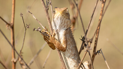 Lizard