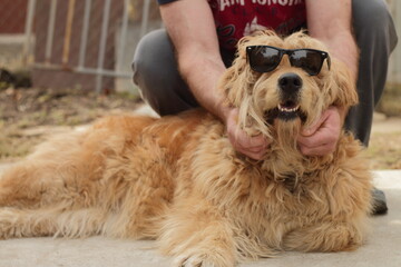 Big ginger dog in sunglasses