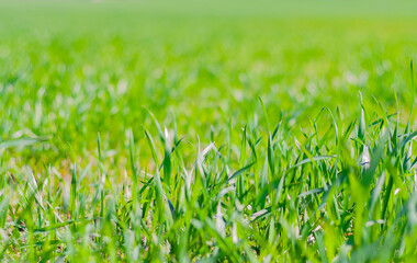 field with fresh green grass