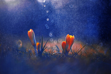 Wiosenne kwiaty Krokusy , abstrakcyjne tło