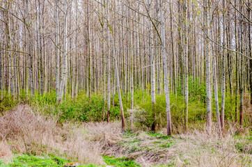 Forest on the bank of the Danube river in the spring near Petrovaradin, Novi Sad, Serbia. 