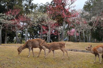 奈良公園　奈良　日本