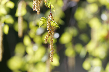 close up of birch catkins against blurred light green background
