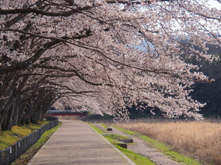 春爛漫　桜の季節