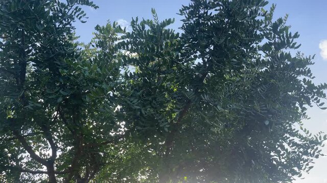 From the bottom dolly shot of a green carob tree with sunlight through the leaves. Garden and orchard.