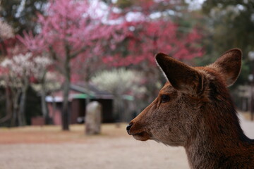 奈良公園　奈良　日本