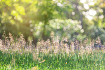 The grass field swaying with the wind and the sun, the morning in the garden.