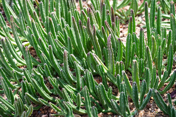 Closeup image of Stapelia grandiflora or starfish flower cactus in botanic garden