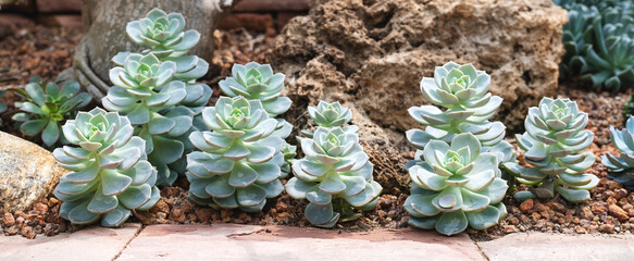 Closeup image of Blue Rose Echeveria or Echeveria imbricata in botanic garden