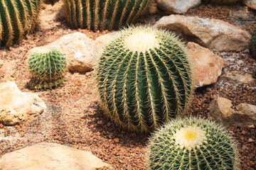 Closeup image of Golden Barrel Cactus or Echinocactus grusonii in botanic garden