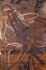 Rusty metal surface background under the sun